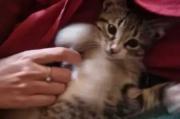 Chaton femelle trouvé à Vitré, Bretagne - photo