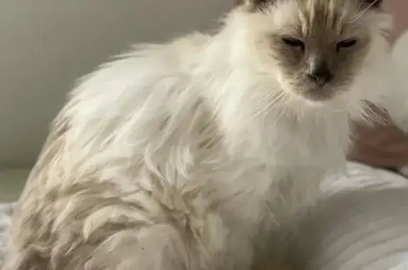 Animaux perdus Orléans, photo: Chat Sacré de Birmanie perdu à Orléans