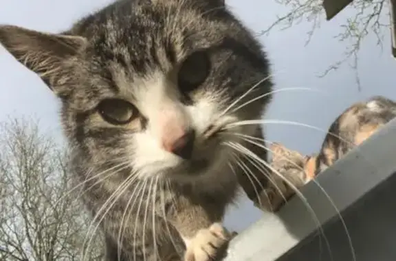 Animaux perdus Nozay, photo: Chat tigré non castré disparu à Nozay