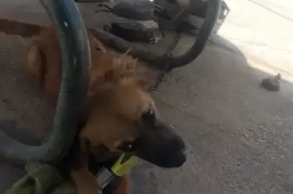 ¡Perro Perdido! Cachorro Bruno en Mexicali