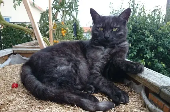 Animaux perdus Saint-Pierre-des-Échaubrognes, photo: Chatte perdue rue Saint-Pierre, tatouée oreille