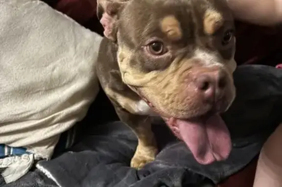 Chienne bully trouvée à Toury à 20h - photo