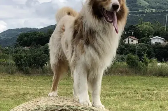 Chien perdu Eybens, photo : Berger australien perdu à Eybens