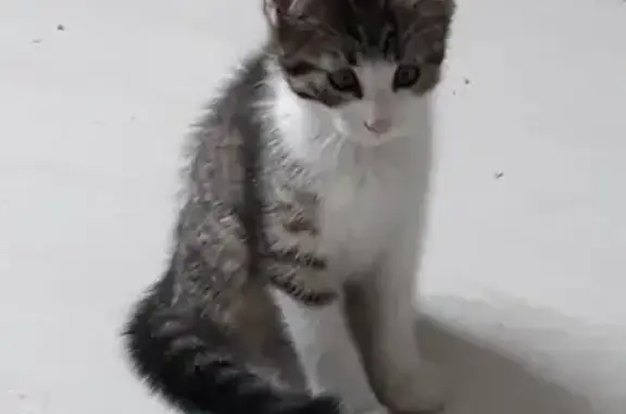 Chaton tigré et blanc trouvé à Poitiers - photo
