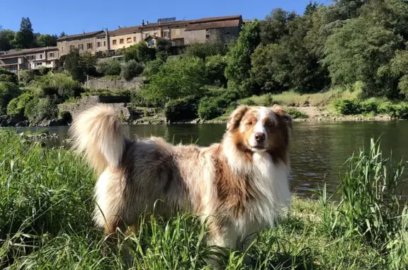 Chien perdu Eybens, photo : Berger australien perdu à Eybens