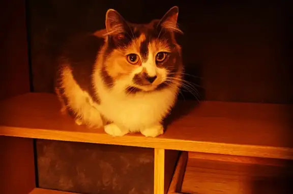 Lost Calico Cat, 6 Yrs, Brewster Way, Melton