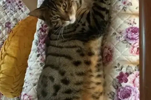 Missing Chubby Tabby Cat in Lengkong Empat