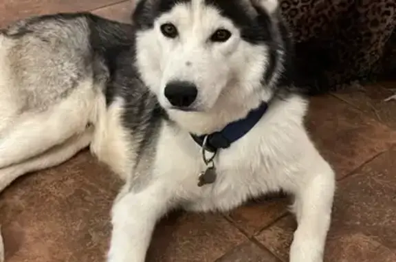 Found Young Male Husky on W Hartford Ave, PHX