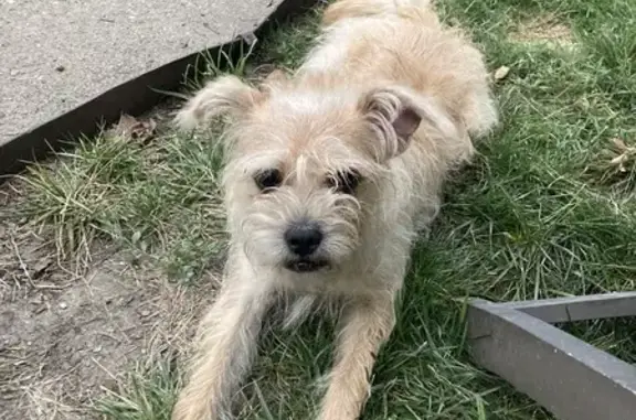 Found Friendly Tan Terrier on N. Parker Ave