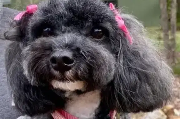 Lost Toy Poodle Cross on Kookaburra Dr