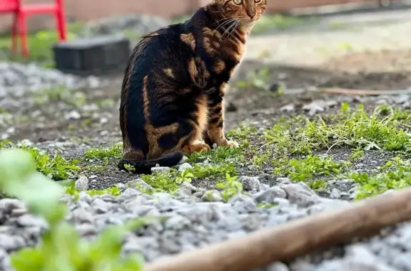 ¡Gato Bengalí Perdido en Ciudad Apodaca!