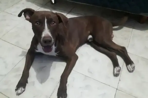 Perros perdidos, , foto: ¡Perro Perdido! Pitbull Café Claro, Ojos Verdes