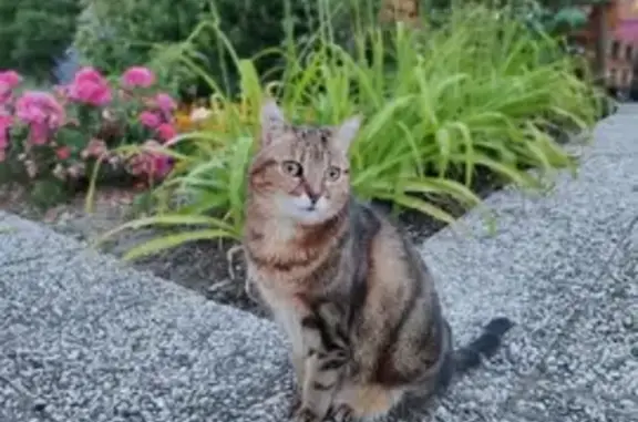 Animaux perdus Conflans-Sainte-Honorine, photo: Chat européen tigré femelle disparu