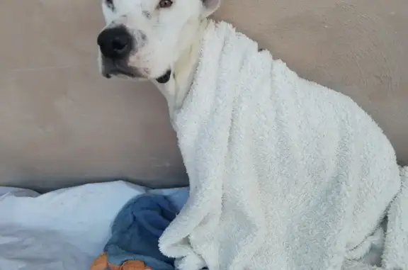 ¡Perro perdido! Pitbull blanca con manchas negras en Pachuca