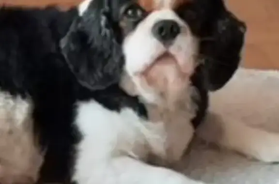 Chien perdu , photo : Chien perdu: Cavalier King Charles tricolore
