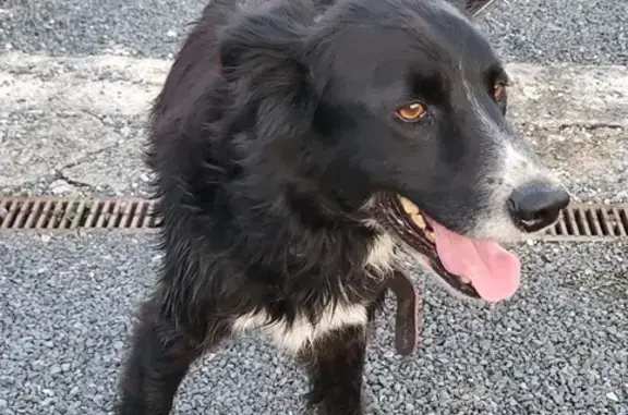 Chien trouvé obéissant, Route de la Gane, Sadroc - photo