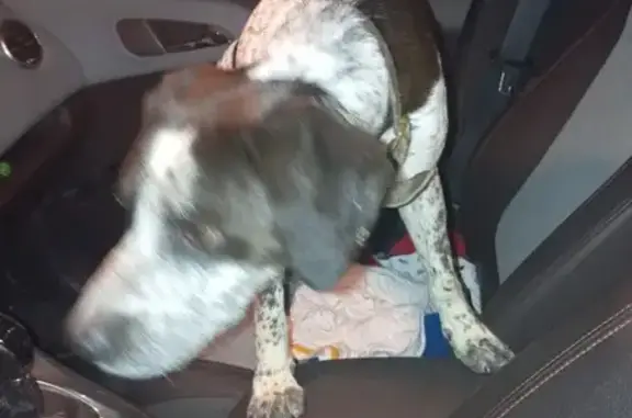 Deux chiens trouvés sur la 113 près de Marseillan - photo