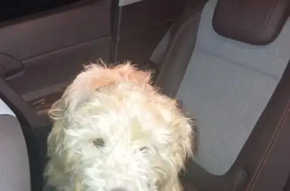 Deux chiens trouvés entre Marseillan et Mèze - photo