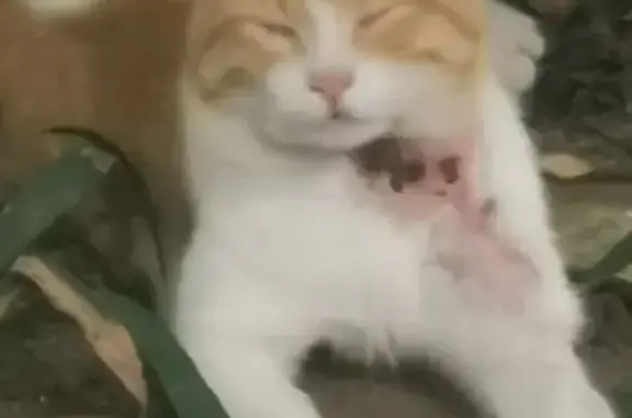Chat roux et blanc trouvé, blessé au cou - photo