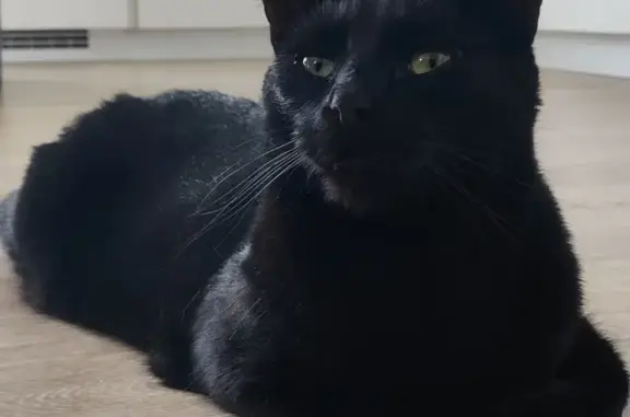 Animaux perdus Maisons-Alfort, photo: Chat perdu : Meeple, mâle 3 ans, Maisons-Alfort