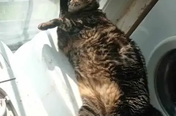 Chat européen perdu à Amfreville-la-Mi-Voie - photo