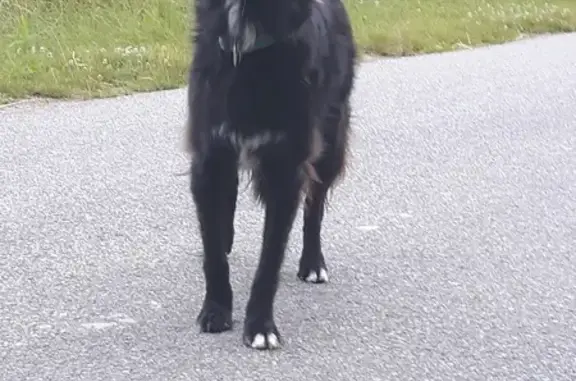 Chien trouvé , photo: Chien noir trouvé avec collier bleu - Urgent !