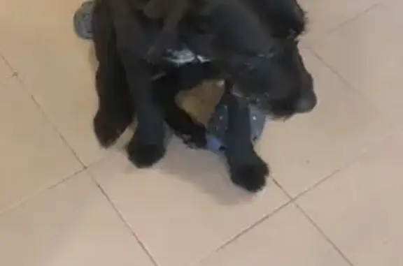 Chien errant trouvé, emmené au vétérinaire - photo
