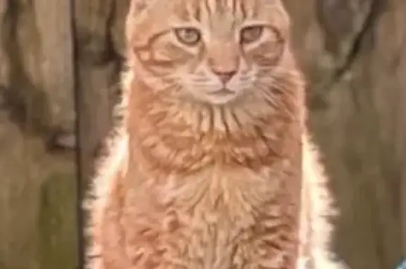 Animaux perdus , photo: Chat roux de 4 ans perdu à Seyssins
