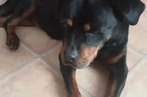 Rottweiler trouvé à Serres-sur-Arget - photo