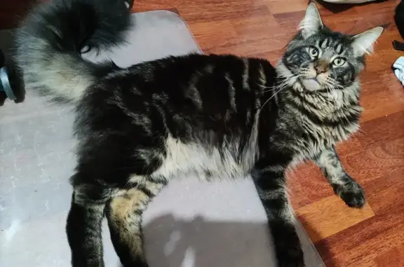 Chat perdu, Mérignac, photo: Chat Maine Coon perdu à Mérignac