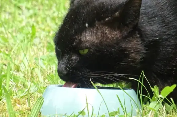 Chat noir mâle trouvé, farouche et affamé - photo