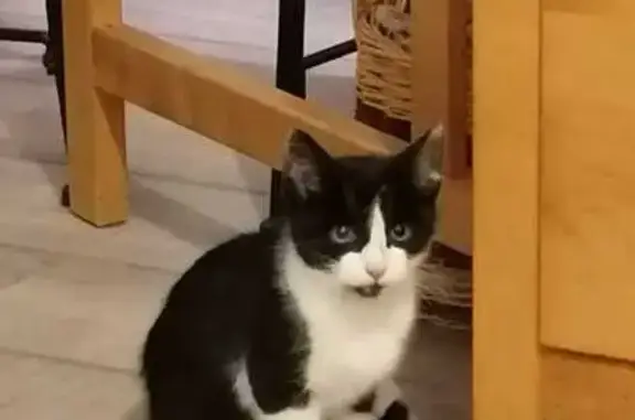 Chat noir et blanc trouvé à Saint-Martin-du-Mont - photo