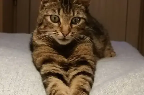Chat perdu, Cissé, photo: Chat Tigré Disparu Rue de la Vallée Godu