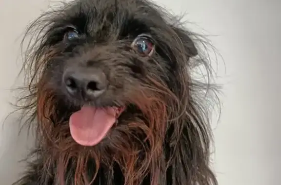 Petit chien trouvé, très sociable, Metz - photo