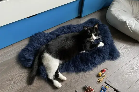 Animaux perdus Thionville, photo: Noiraud, chat noir et blanc disparu à Thionville