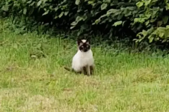Chat trouvé , photo: Jeune siamois mâle trouvé à Vrigne-aux-Bois