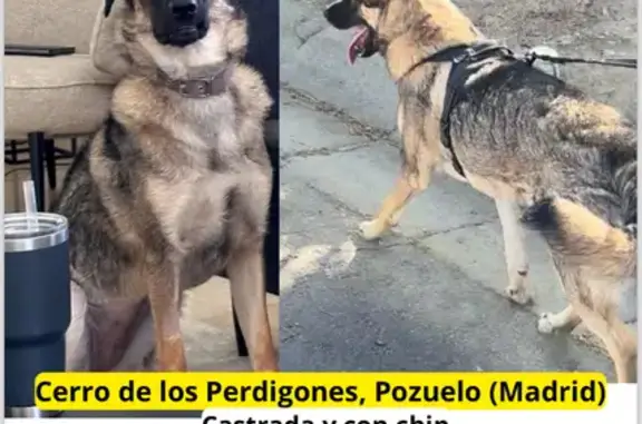 Alerta: Cachorra Mezcla Pastor/Mastín Perdida