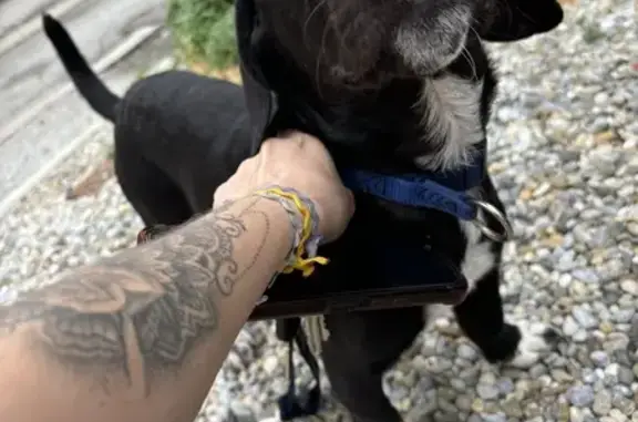 Chien mâle noir et blanc trouvé à Cépie - photo