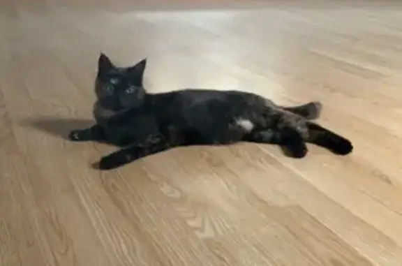 Animaux perdus Bruyères, photo: Chat perdu : Louna, écaille de tortue, Bruyères