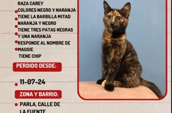 ¡Ayuda! Gato Carey Tricolor Perdido en Parla