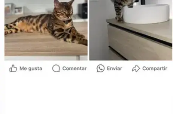 Gato Bengalí Perdido en Utrera - ¡Ayuda!