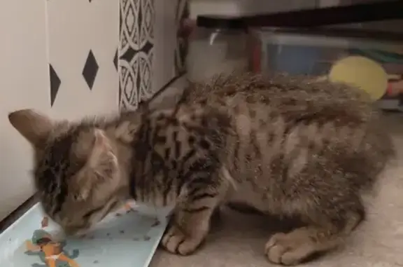 Chaton mâle trouvé, 3 mois, Sentier des Pendants - photo