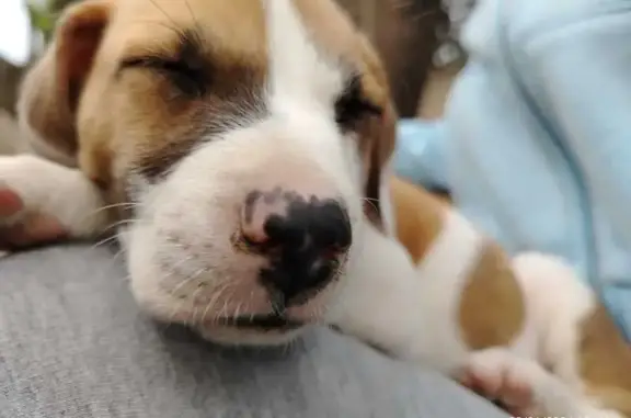 Cachorrita perdida: blanca con manchas café