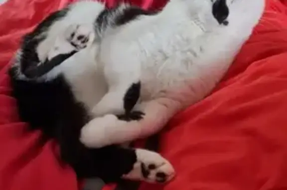 Chat perdu, Roquettes, photo: Chatte Européenne noire et blanche perdue
