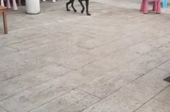 Chienne maigre trouvée, Rue du Mas, Davayat - photo