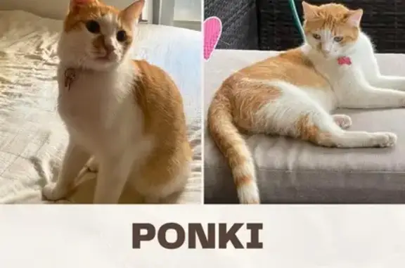 Missing Orange Tabby Cat: Ponki in Cockburn