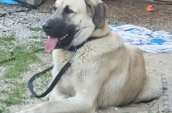 Chien perdu , photo : Chien disparu à La Frette : Aidez-nous !