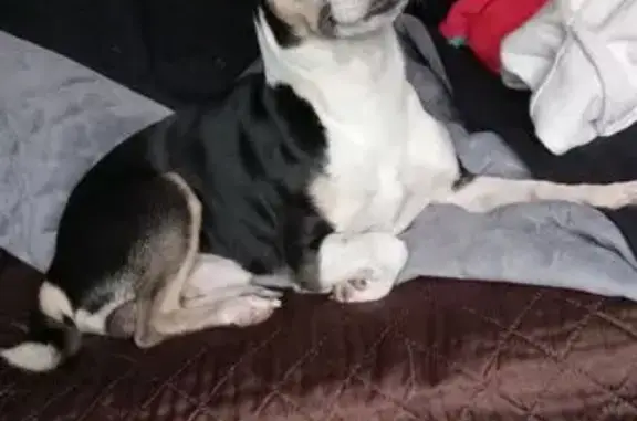 Lost Male Jack Russell/Chihuahua - Chico