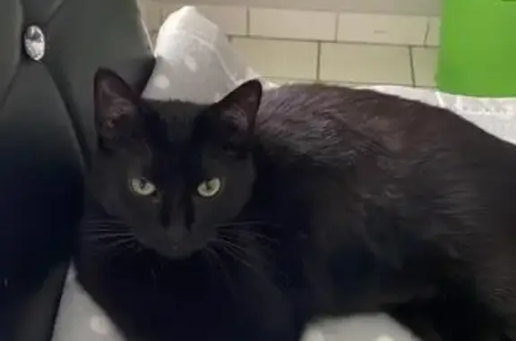 Animaux perdus Saint-André-de-Cubzac, photo: Chatte noire disparue à Saint-André-de-Cubzac