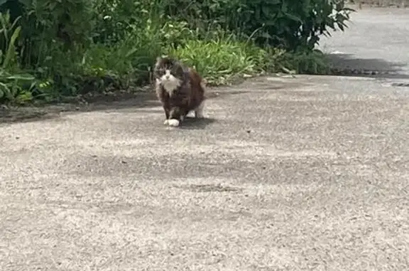 Chat trouvé derrière Atlantia, La Baule - photo